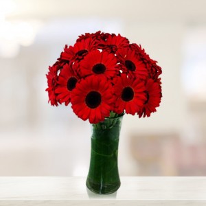 Red Gerbera 